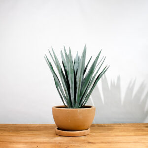 Agave Mediano