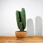 Cactus de Tres Brazos