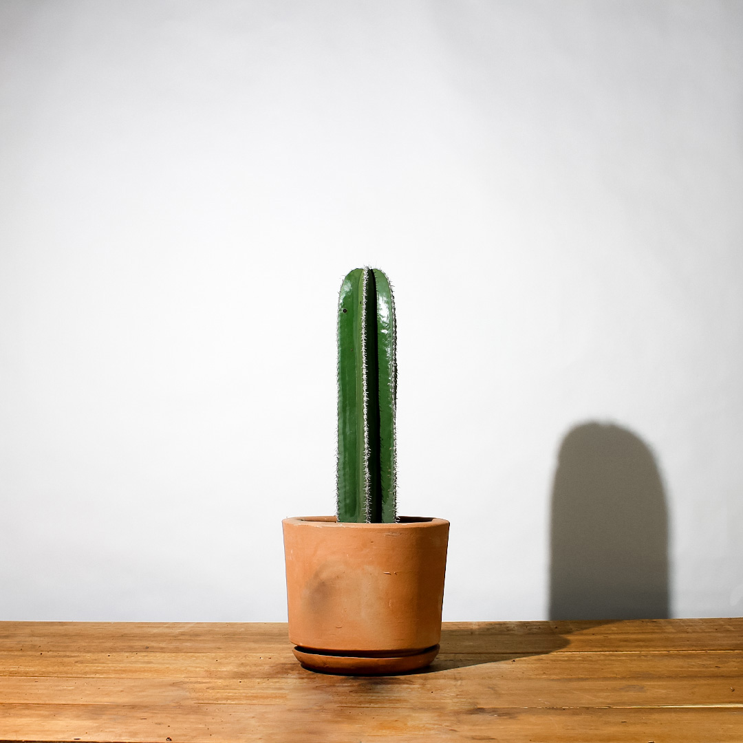 Plantify, Cactus Mediano