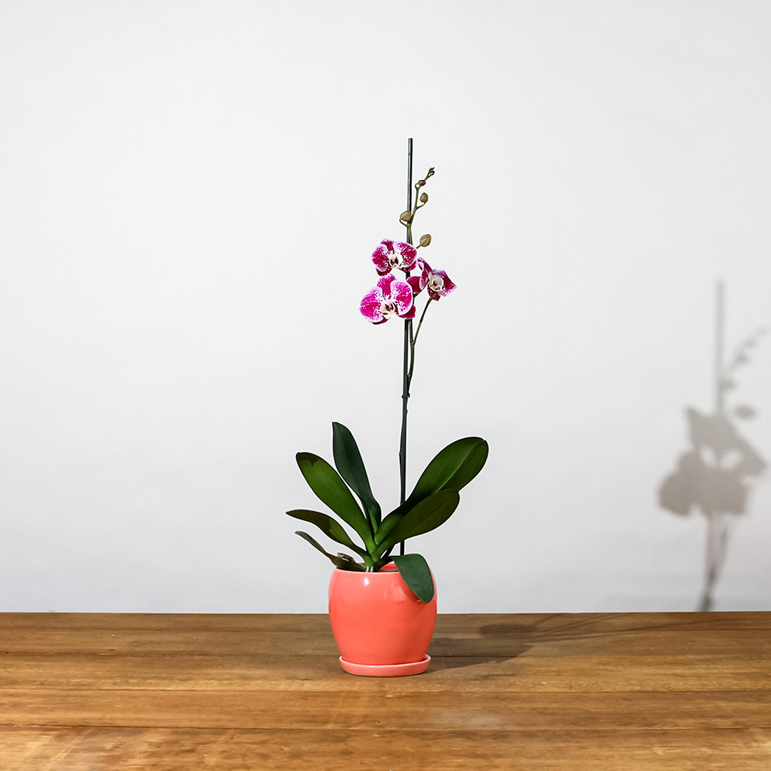 Plantify, Orquídea