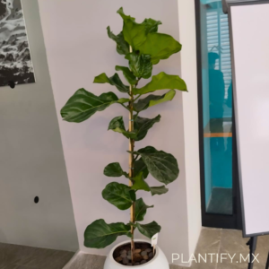 Ficus Pandurata