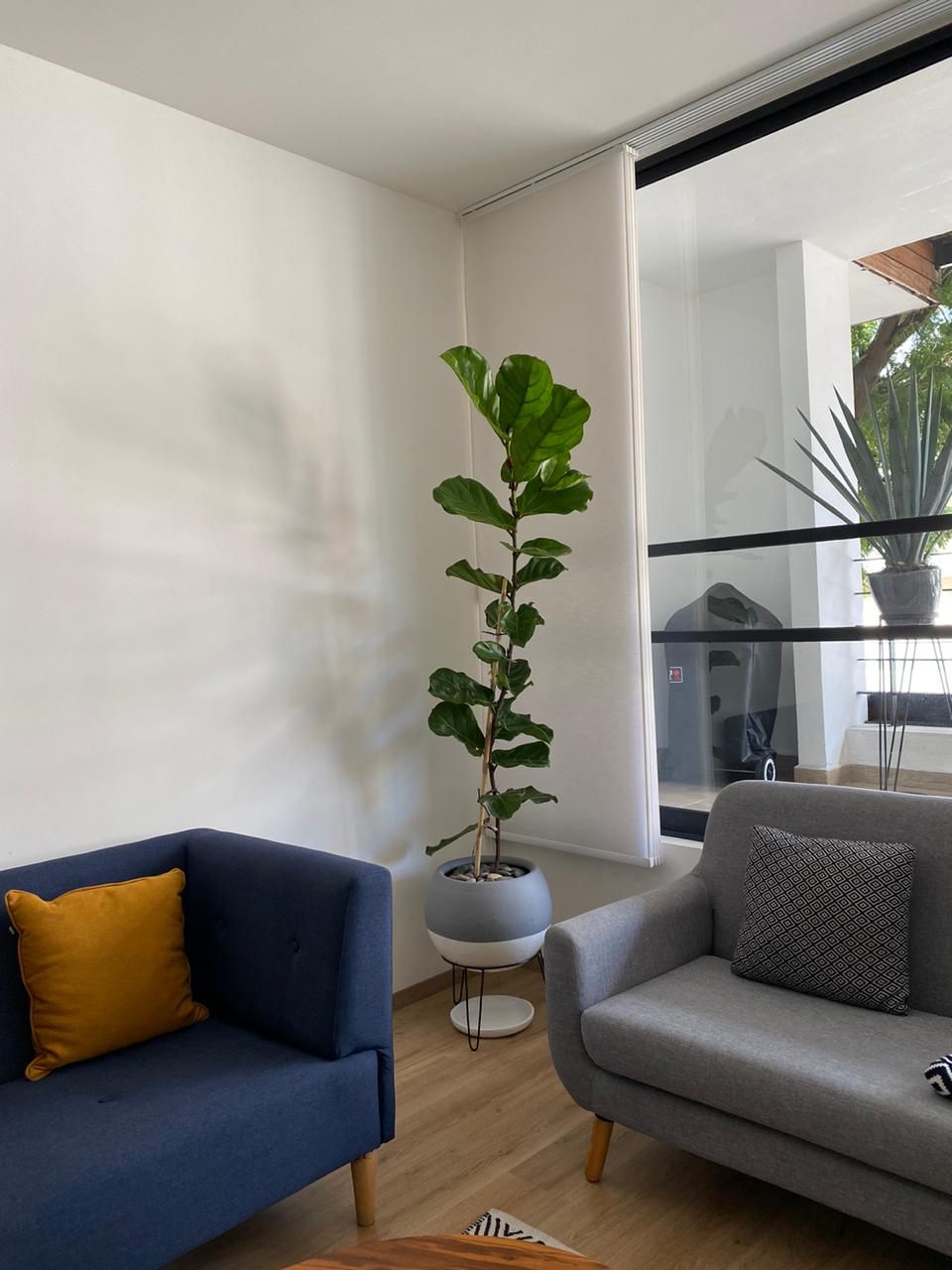 Plantify, Ficus Pandurata 2 metros en maceta esfera grande de barro color blanco con plato y tripié de herrería de 27 cm