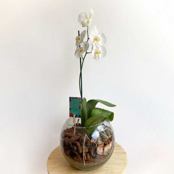 Orquídea en Pecera de Cristal