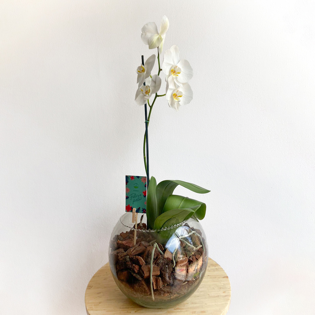 Plantify, Orquídea en Pecera de Cristal