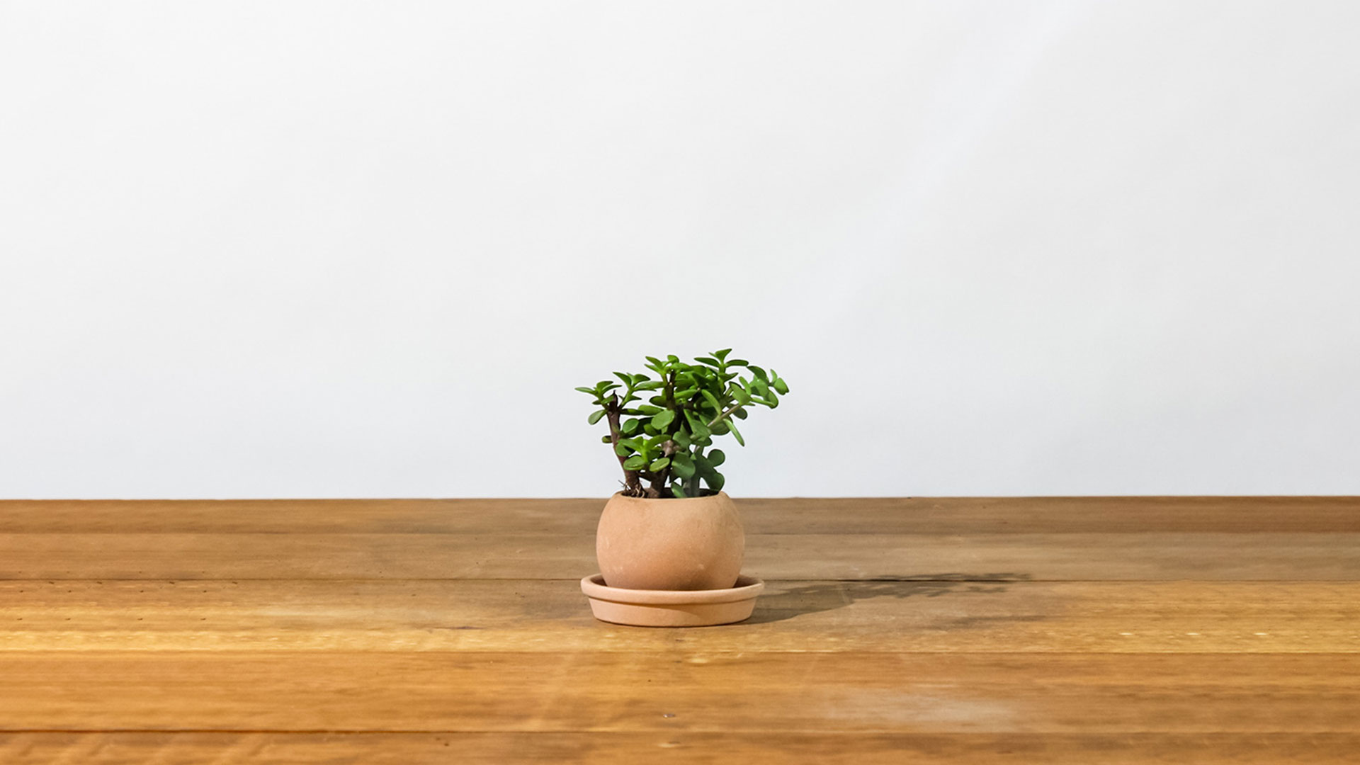 Plantify, Árbol de la Abundancia: cuidados a prueba de errores, características, y cómo mantenerlo feliz