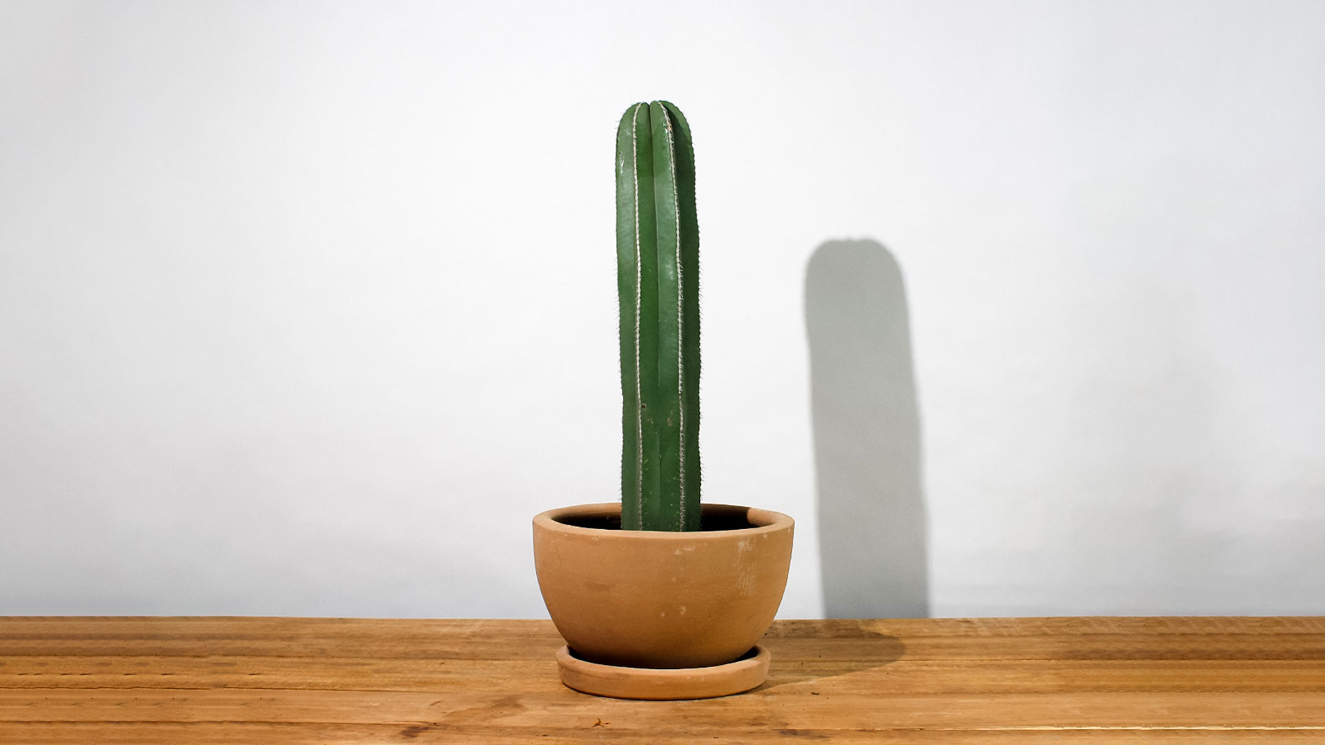 Plantify, Cactus: cuidados, características y cómo revivirlo si enferma