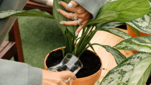 Mujer regando una planta