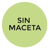 sin-maceta